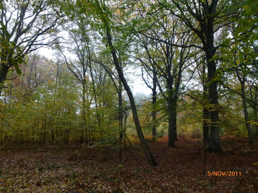 Champignons Le Mesle 13